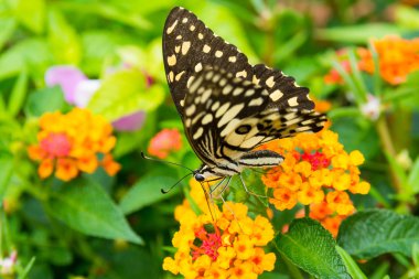 Kireç kelebek (Papilio demoleus malayanus)