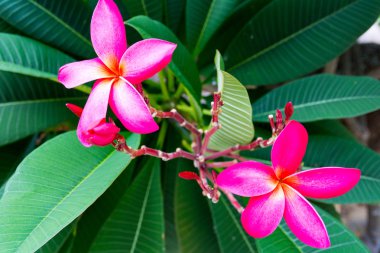 güzel tropik çiçekler