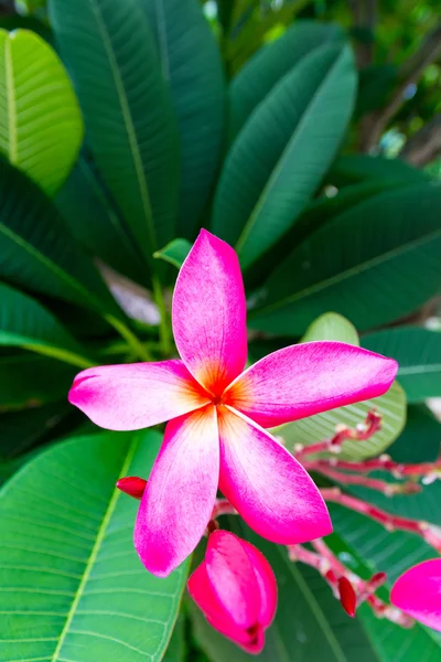 Belles fleurs tropicales — Photo