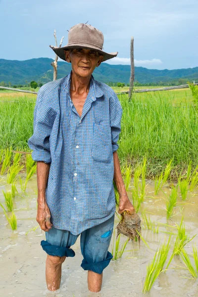 Antiguo agricultor plantando arroz en el campo de arroz — Foto de Stock