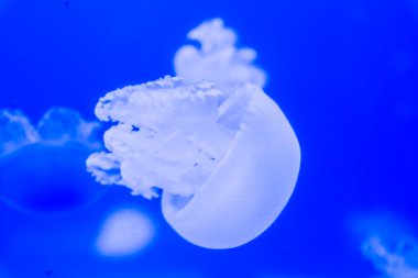 Güzel denizanası yüzen