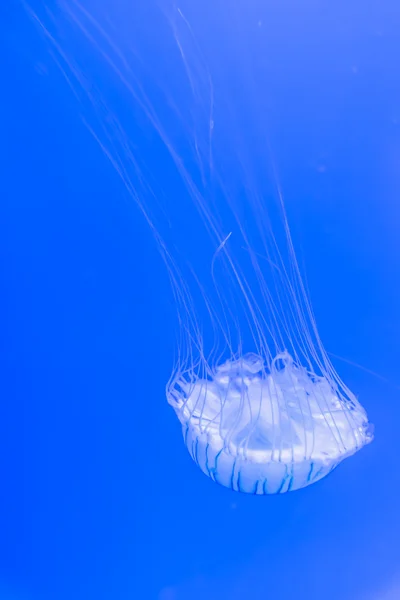 Hermosas medusas flotando — Foto de Stock