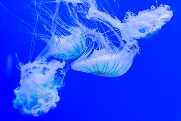 Hermosas medusas flotando — Foto de Stock