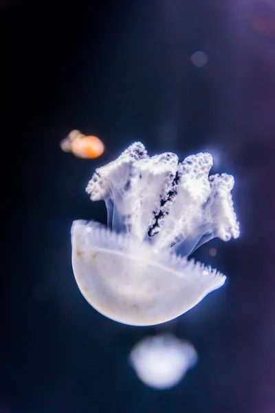 Hermosas medusas flotando — Foto de Stock