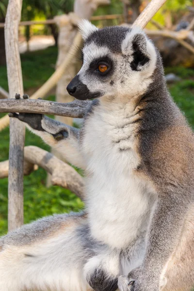 Ring-Tailed Maki — Stok fotoğraf