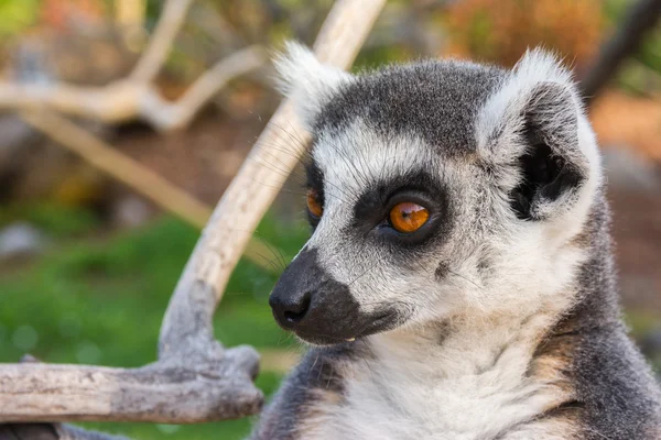 Lemur-de-cauda-anelada — Fotografia de Stock