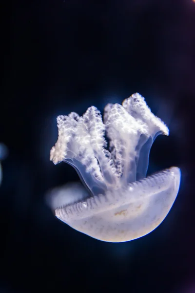 Hermosas medusas flotando — Foto de Stock