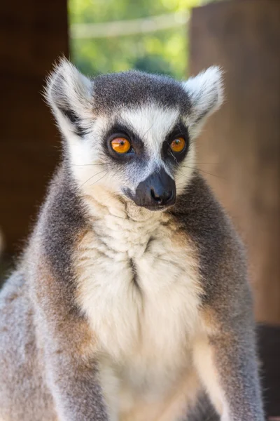 Ring-Tailed Maki — Stok fotoğraf