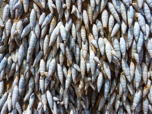 Conchas de mar atrapadas en la roca — Foto de Stock