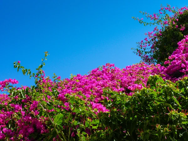 Fleurs colorées à Naxos — Photo