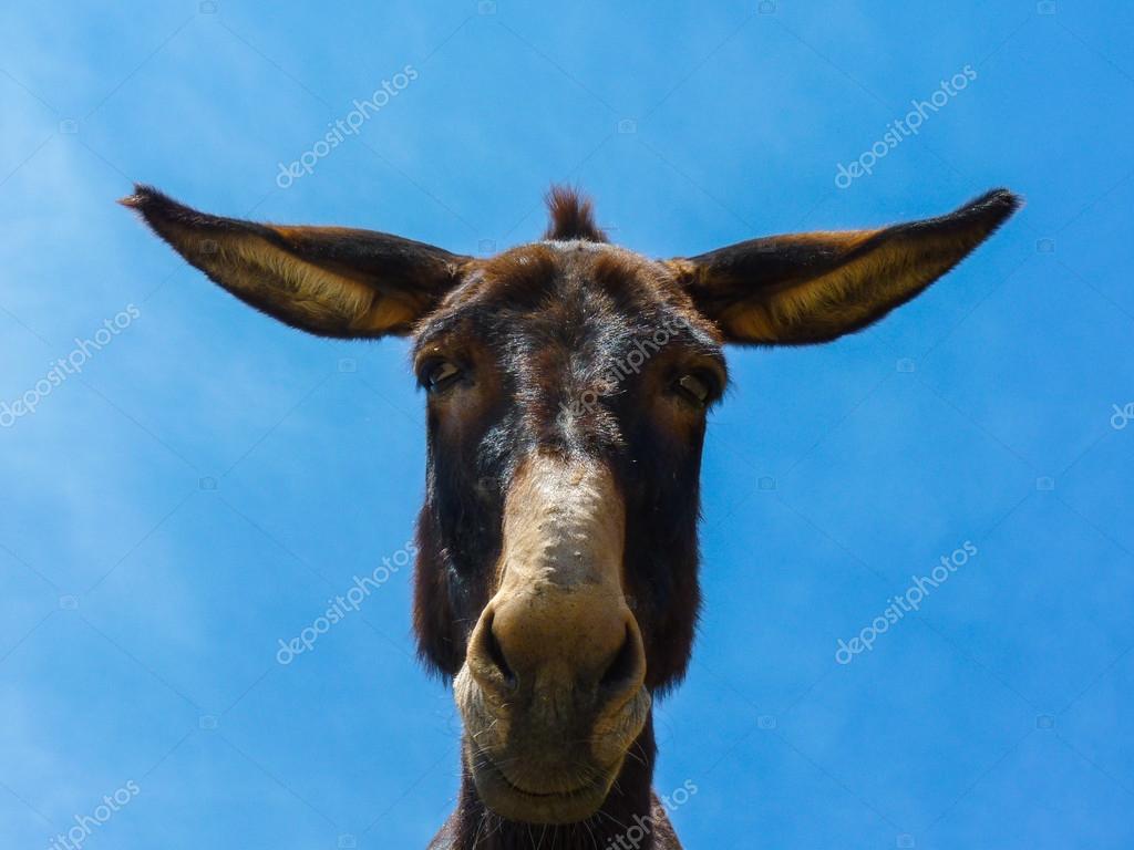 Cute funny mule Stock Photo by ©nicousnake 78550608