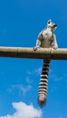 Ring-Tailed Maki