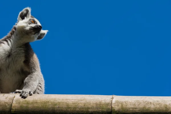Lémur de cola anillada — Foto de Stock