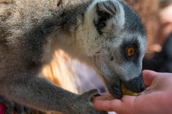 Ring-Tailed Maki — Stok fotoğraf