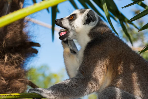 Lemur-de-cauda-anelada — Fotografia de Stock