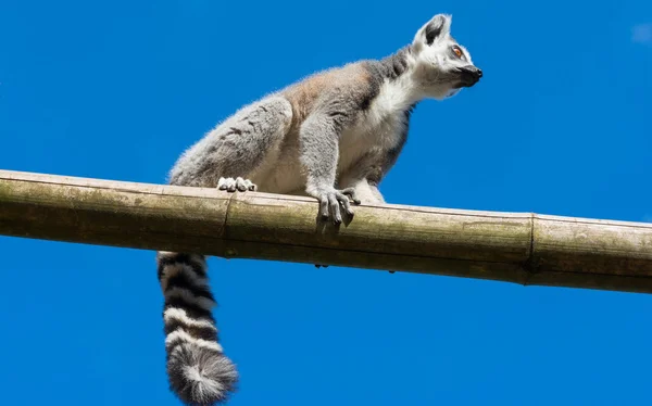 Lemur-de-cauda-anelada — Fotografia de Stock