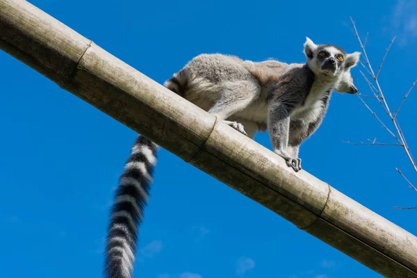 Lemur-de-cauda-anelada — Fotografia de Stock