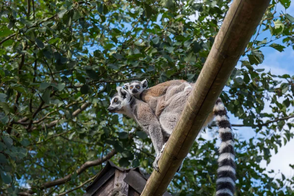 Lemur-de-cauda-anelada — Fotografia de Stock