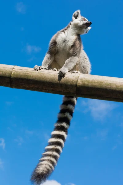 Ring-Tailed Maki — Stok fotoğraf