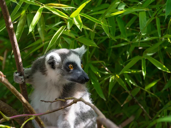 Ring-Tailed Maki — Stok fotoğraf