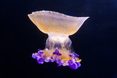 denizanası