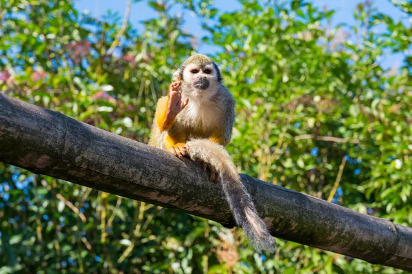 Mono ardilla — Foto de Stock