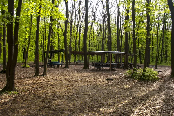 Forest benches for rest — Stock Photo, Image