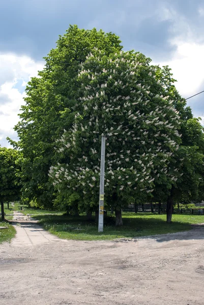 Träd hästkastanj våren — Stockfoto