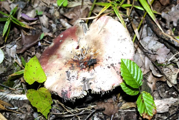 Mushroom grows in the forest — Stock Photo, Image