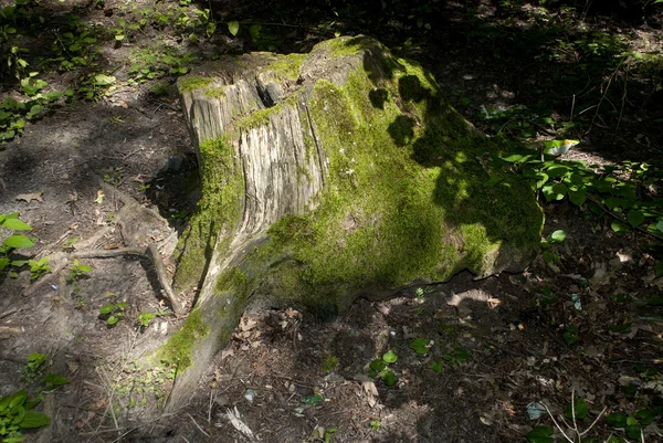 A fa erdei stump — Stock Fotó