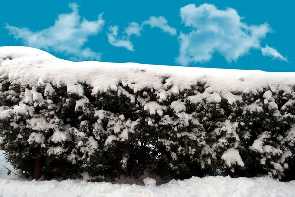 Cespugli Nella Neve Con Nuvole Cielo Azzurro Giorno — Foto Stock