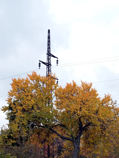 Дерево з жовтим листям — стокове фото