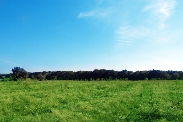 Árboles de campo — Foto de Stock