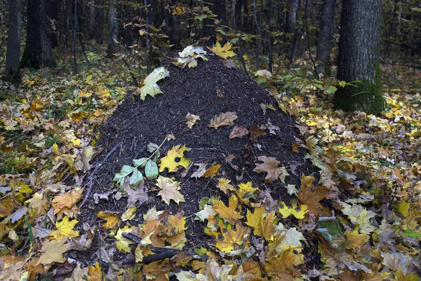 Anthill täckt med höstlöv — Stockfoto