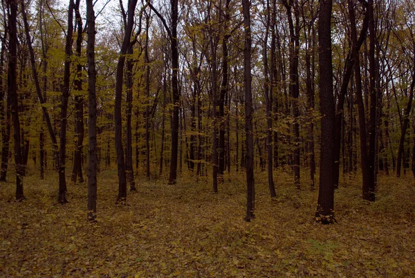 Forest in the evening — Stock Photo, Image