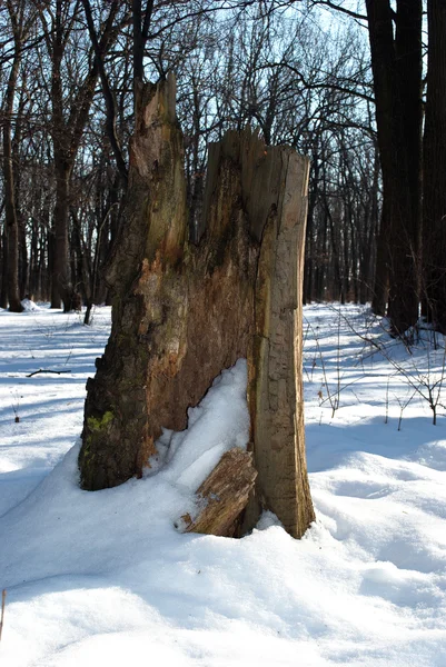 Old stump broken tree — Stock Photo, Image