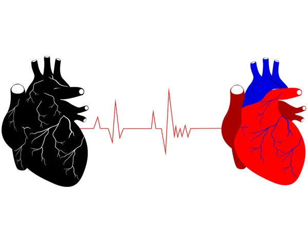 Twee menselijke harten — Stockvector