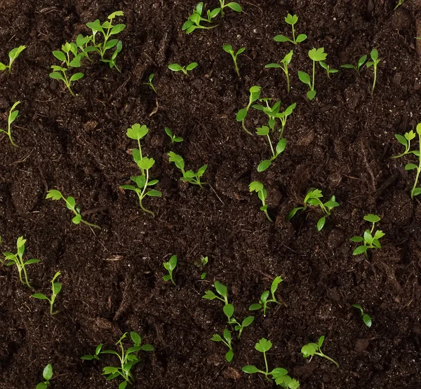 Groene stronk BLEEKSELDERIJ — Stockfoto