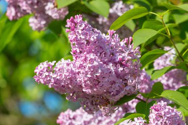 Yeşil yaprakları ile leylak dalı 