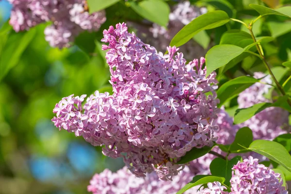 Yeşil yaprakları ile leylak dalı 