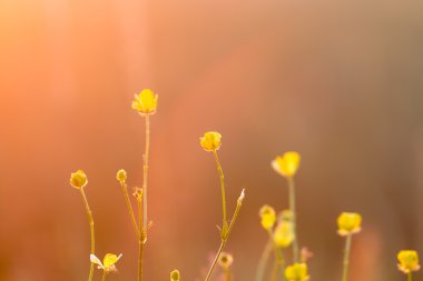 Güneşli bir günde çayır çiçekleri