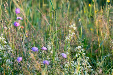 Güneşli bir günde çayır çiçekleri