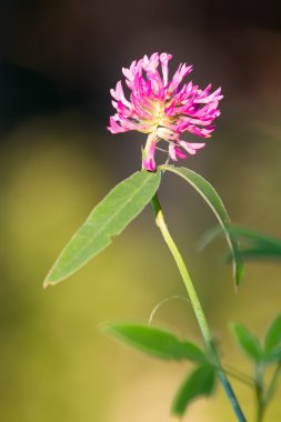 yonca güneşli bir çayırda