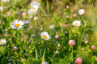 Güneşli bir günde çayır çiçekleri