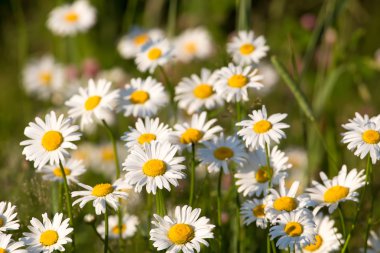 Güneşli bir günde bir çayırda papatyalar