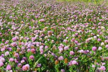 Güneşli bir yonca alan