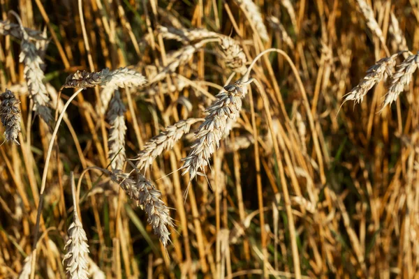 Поле колосьев пшеницы в солнечный день — стоковое фото