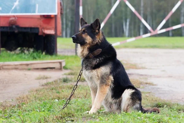 Big dog on the chain guard — Stock Photo, Image