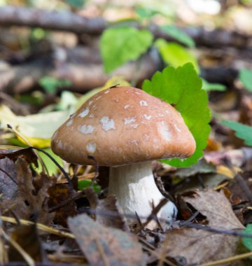 Amanita regalis, ayrıca kraliyet sineği agariği olarak da bilinir ya da İsveç kralı Amanita, sonbahar ormanı - makro çekim