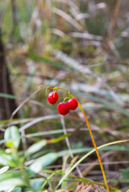 Vadi Zambağı Macro 'su, Convallaria majalis, tek bir dalda ağaç kırmızı böğürtlenleri sonbaharda yeşil bir ormanın arka planına karşı. Vadideki Zambak 'ın zehirli meyveleri.